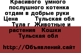 Красивого, умного, послушного котенка отдам в добрые руки › Цена ­ 10 - Тульская обл., Тула г. Животные и растения » Кошки   . Тульская обл.